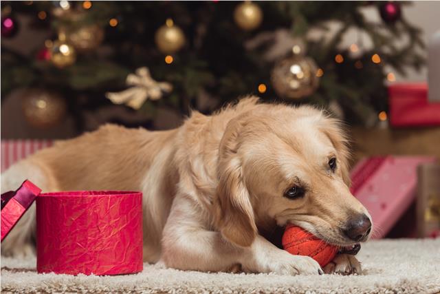 Labrador playing with a ball in front of a Christmas tree