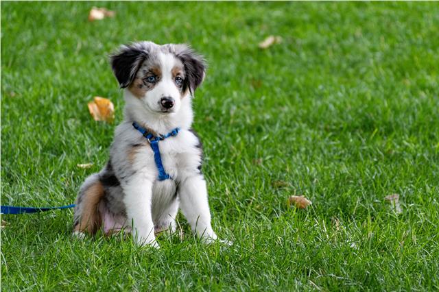 Tri coloured Border Collie sitting on the grass
