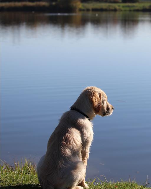 Puppy sat by water