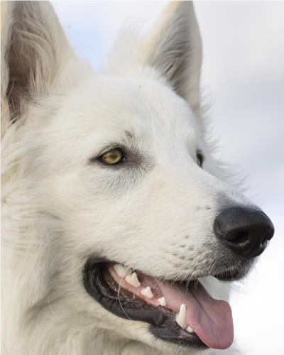 Close up of a panting white dog.