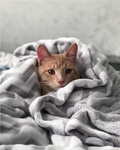 Orange tabby cat wrapped up in grey blanket