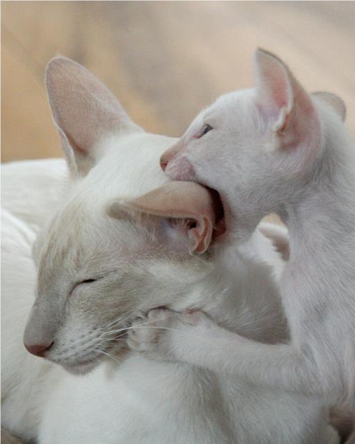 White siamese kitten biting mothers ear