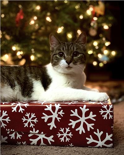 Cat sat on Christmas present in front of Christmas tree 