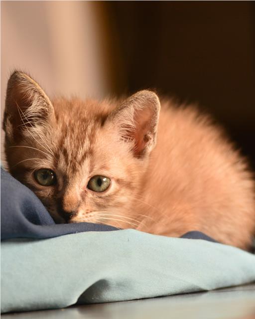 Worried ginger kitten hiding behind blanket