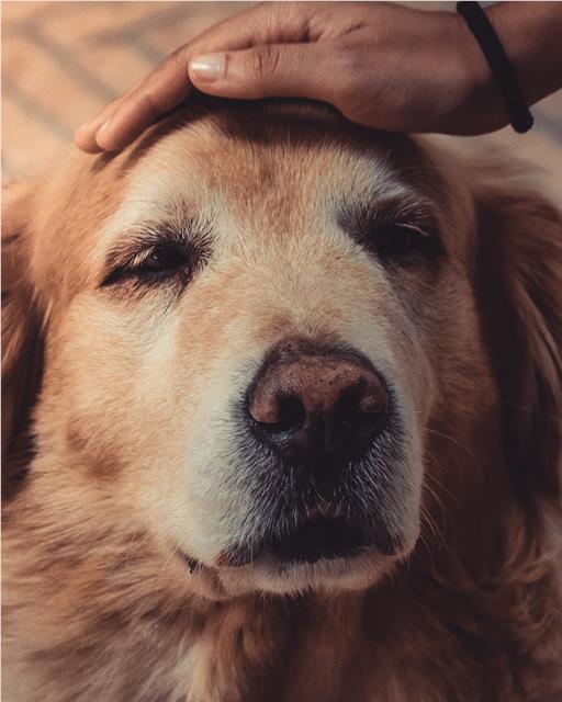 Older dog being stroked by owner 