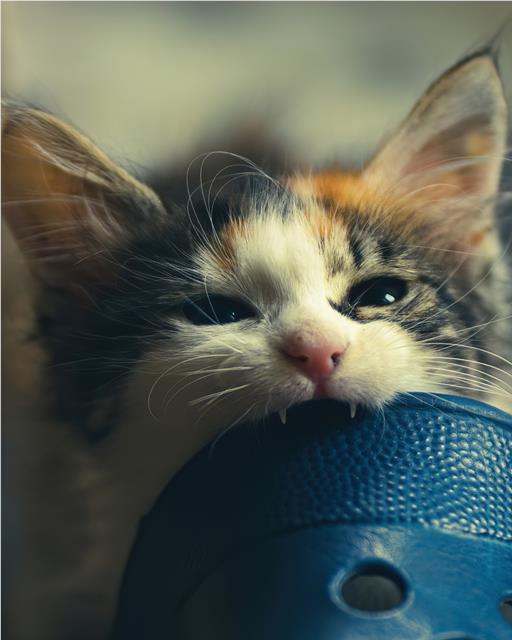 Young cat biting a blue shoe 