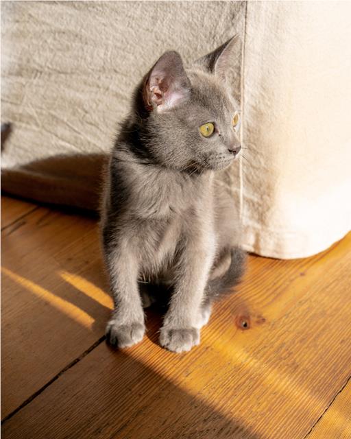 Grey kitten with yellow eyes sat in sunny section of a room with a wooden floor 
