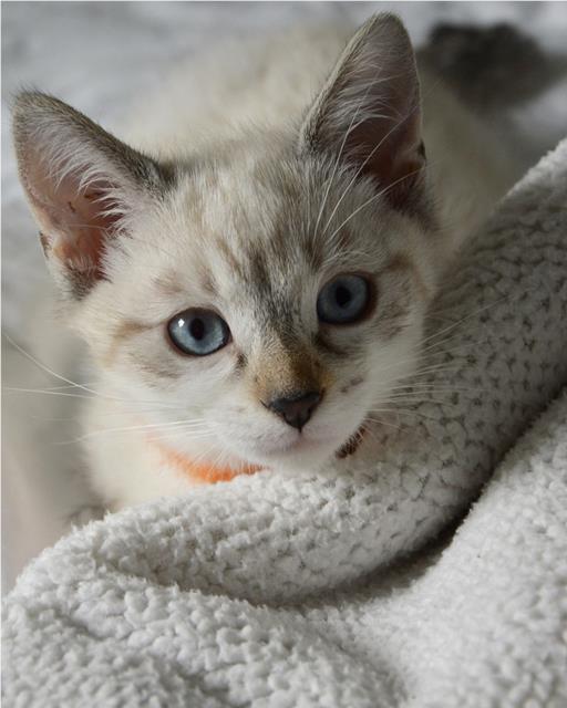 Cream and brown kitten with blue eyes snuggled in blanket