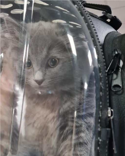 Grey fluffy kitten in closed cat carrier