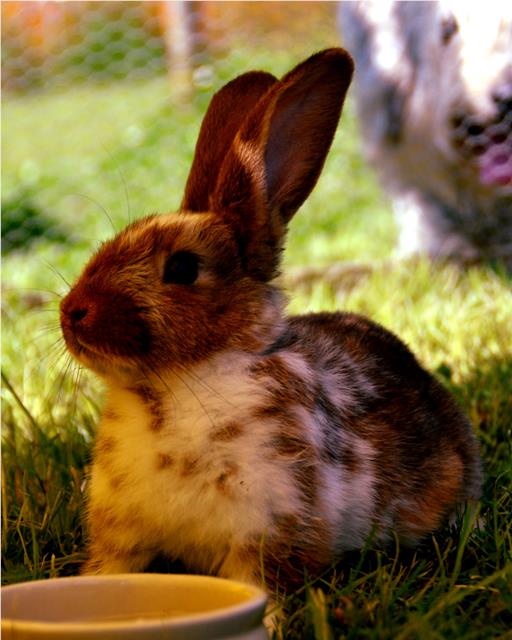 Rabbit in the shade on the grass with a bowl 