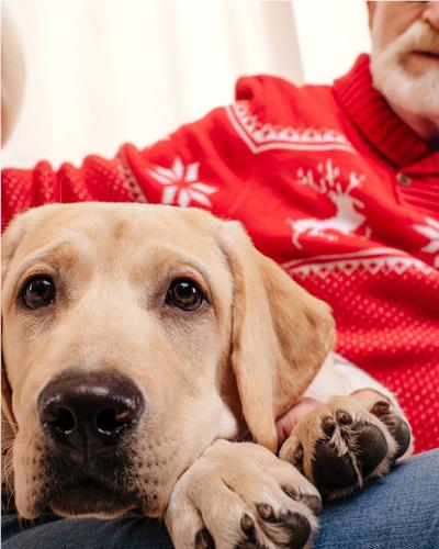 Dog sat with owners wearing bright red Christmas Jumpers