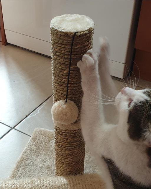 Simba the cat using a scratching post