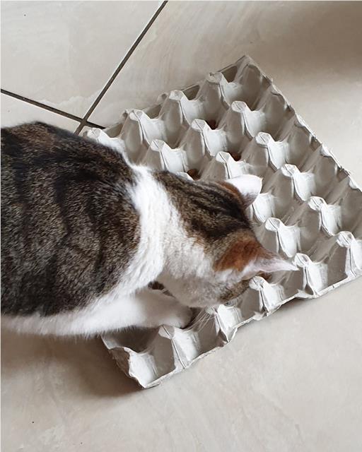Simba the cat and egg box slow feeder