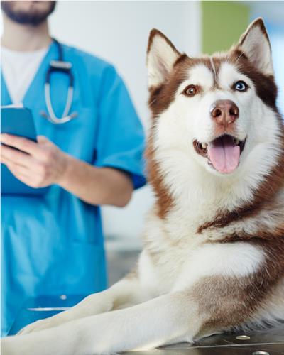 The vets can cause stress for dogs, here are some tips to make the trip less worrying 