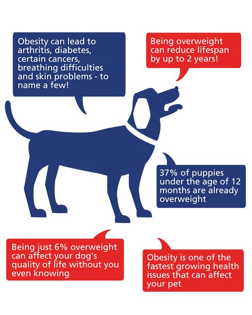 Pet obesity facts from the OSCAR Helpline
