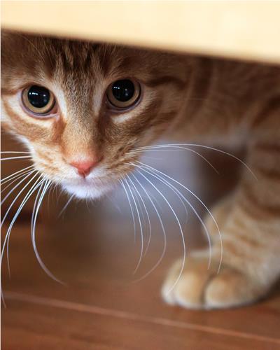 Scared kitten hiding under the table