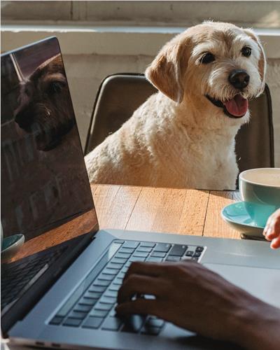 Dog happily sat watching owner while they work