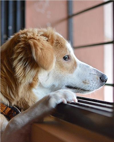 Help and advice on helping your dog deal with separation anxiety after lockdown.