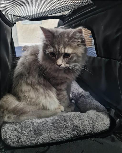 Grey fluffy kitten sitting in a cat carrier.