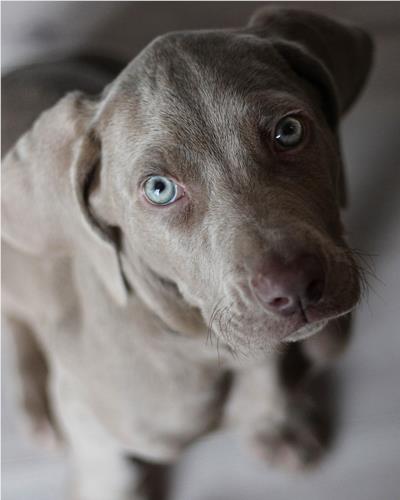 Grey puppy with blue eyes looking up at owner