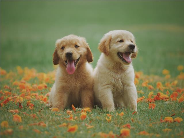 Golden Retriever puppies outside