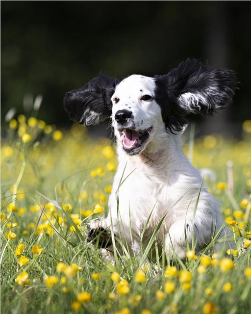 Dog jumping through field of buttercups