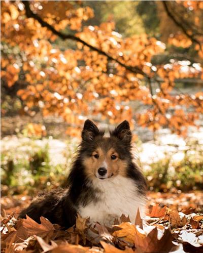 Dog lying down in Autumn Leaves 
