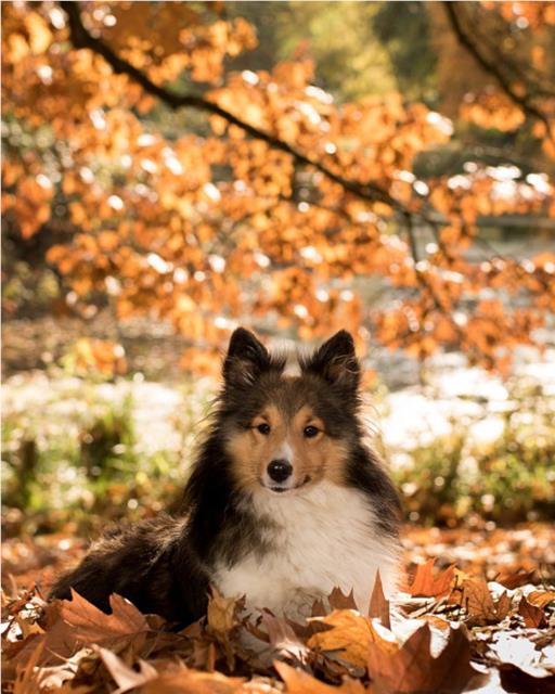 Dog lying in the autumn leaves