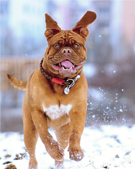 Happy dog running in snow 