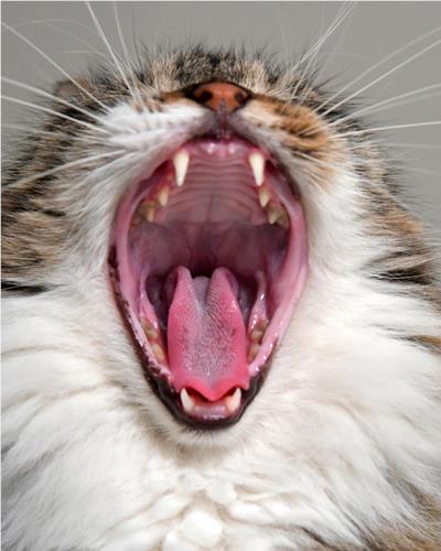 Close up of a cat with a wide yawn.