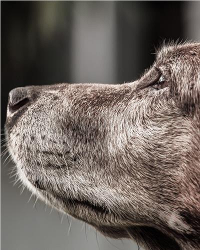 Close up of an older dog.
