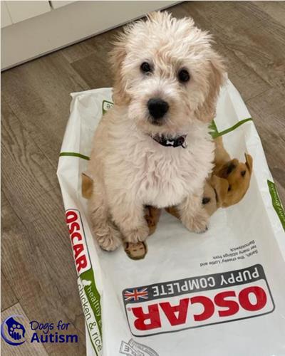 Oscar the 10-week-old miniature Golden Labradoodle puppy 