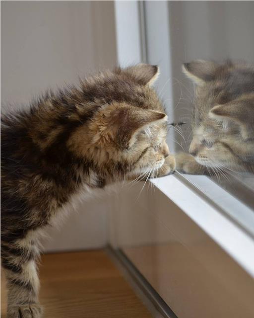 tabby kitten inspecting reflection in door window
