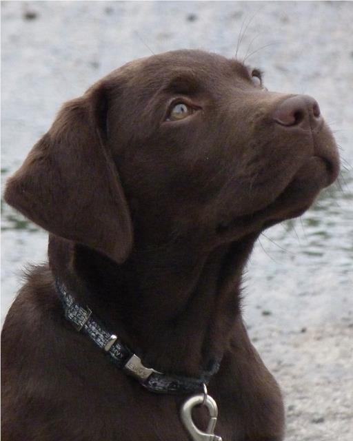 Otto the chocolate Labrador puppy looking adoringly at his owner.