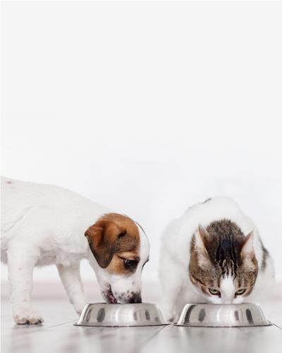 Dog and cat eating together from stainless steel bowls