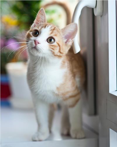 Ginger tabby kitten standing by the door.