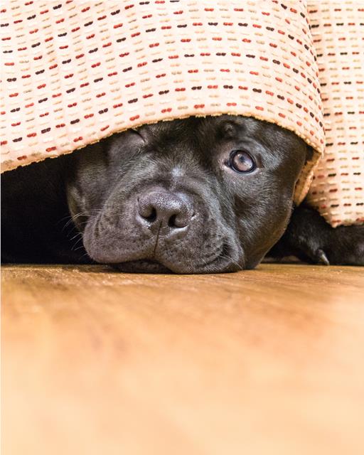 Staffy dog lying under a blanket thumbnail