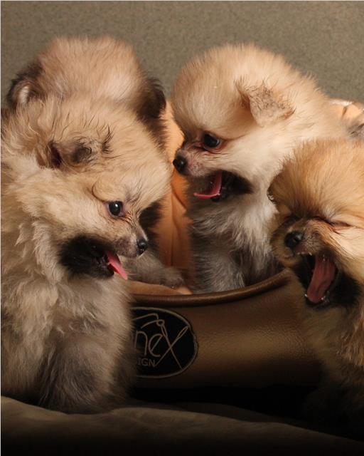 Pomeranian puppies socialising