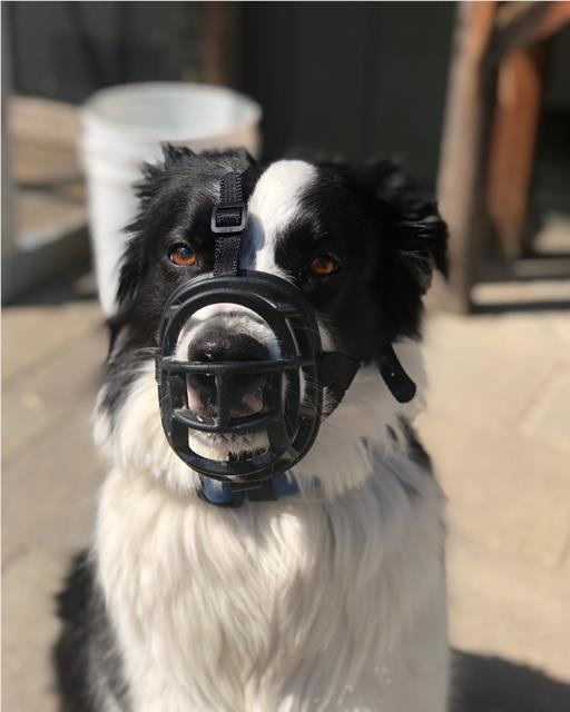 Border collie dog wearing a basket muzzle
