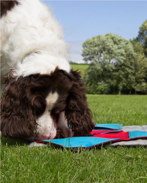 Alfie the dog using the Buster activity mat