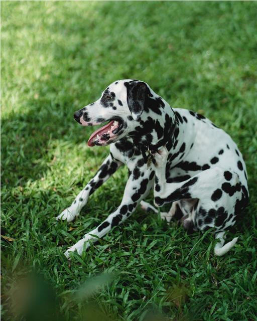 Dalmatian dog itching on the grass