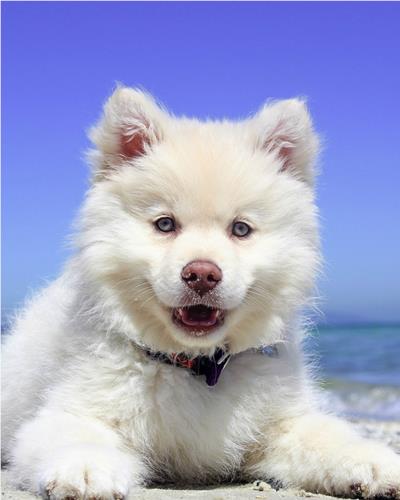 White fluffy puppy happy on the beach
