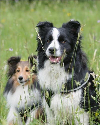 Two dogs in long grass with flowers around them