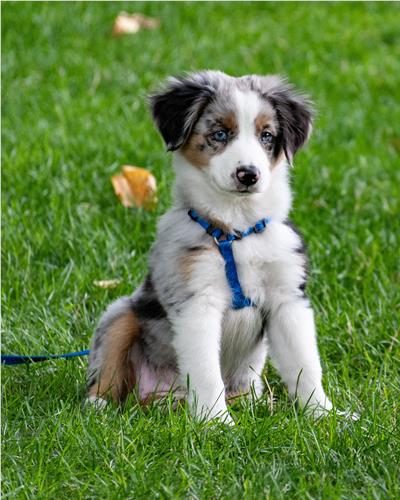 Tri coloured Border Collie sitting on the grass with a blue lead.