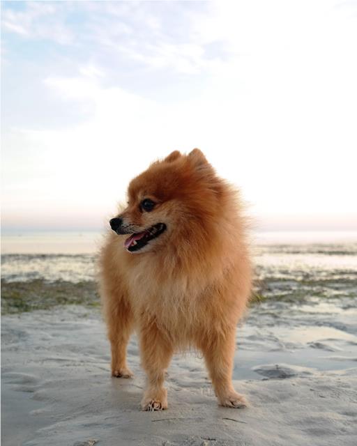 Dog stood on beach