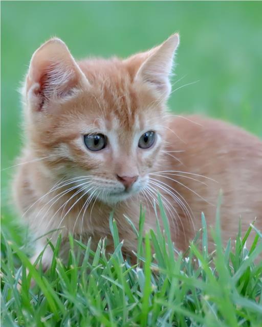 Ginger kitten outside on the grass