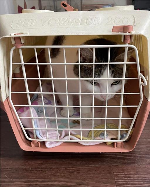 cat in cat carrier while door is shut 
