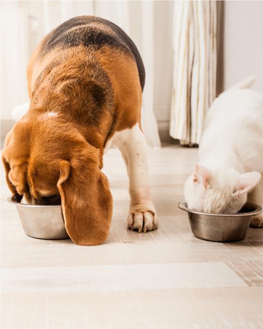 Dog and cat eating together.