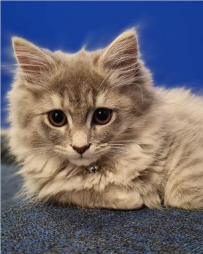 Small fluffy grey cat in front of blue background