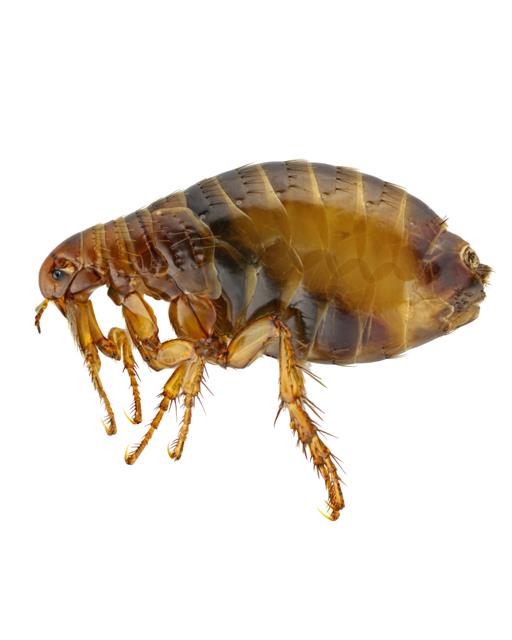 An adult flea is 2-3 mm in length.